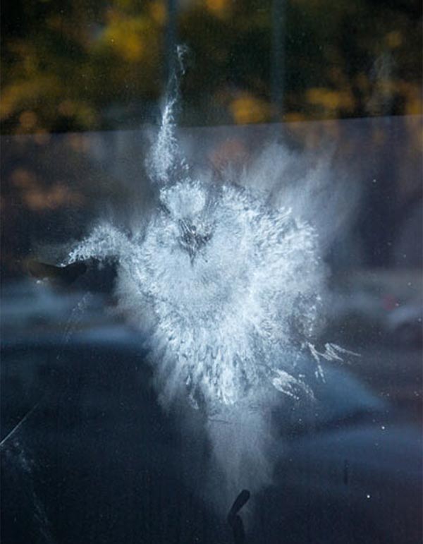 Ghostly Bird Impressions on Glass