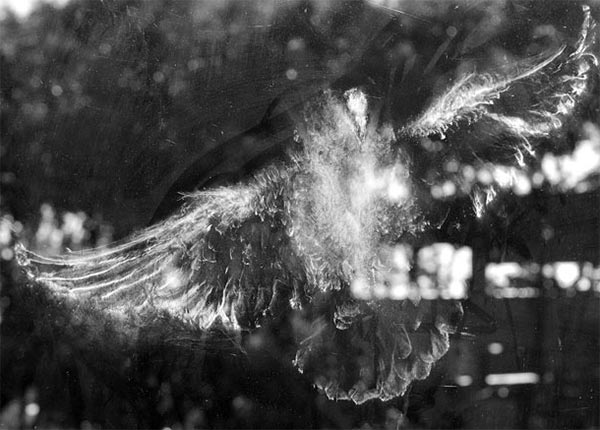 Ghostly Bird Impressions on Glass