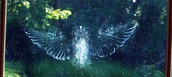 Ghostly Bird Impressions on Glass