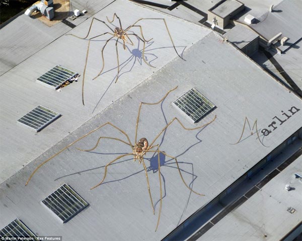 Giant Spiders Optical Illusion