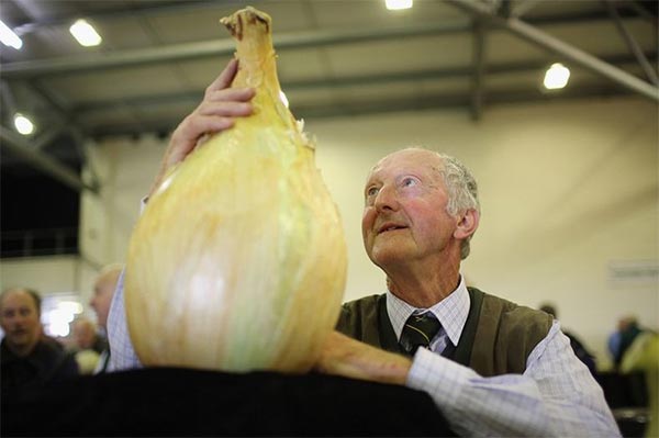 Giant Vegetables