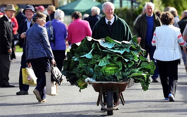 Giant Vegetables