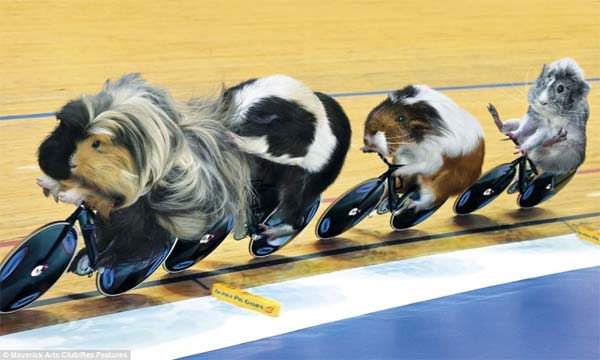 Guinea Pig Games