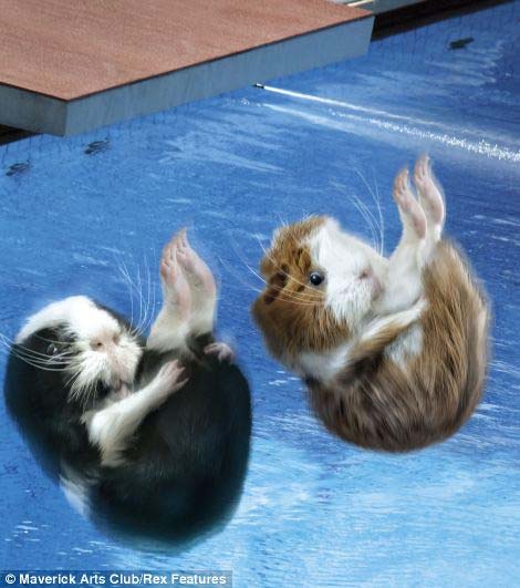 Guinea Pig Olympics