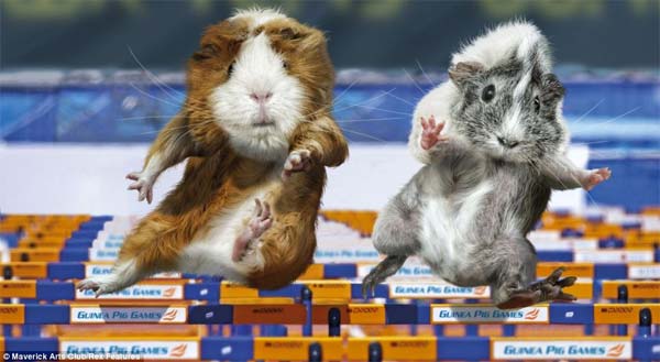 Guinea Pig Olympic Games Maverick Calender