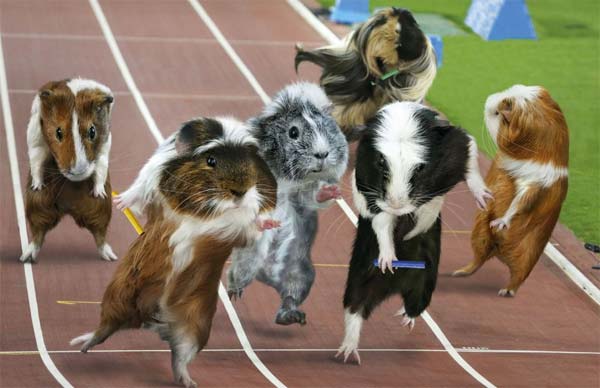 Guinea Pigs Calender