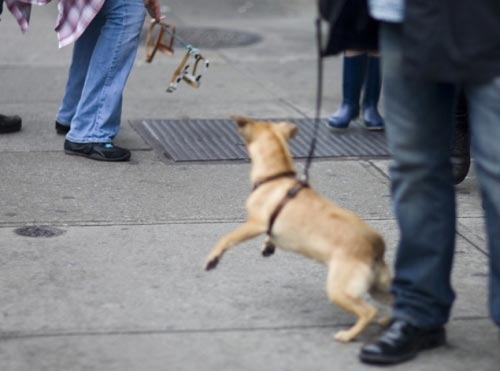 Invisible Dogs