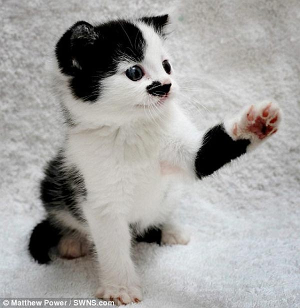 Kitler - Cat That Looks Like Hitler