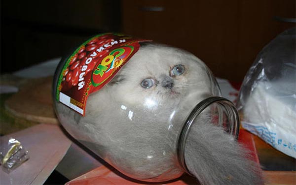 Kitten loves hiding in empty jars