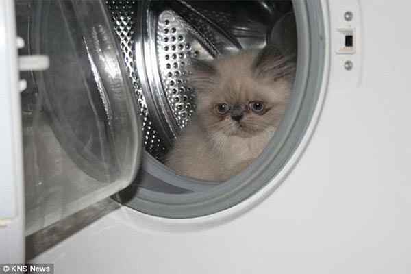 Kitten loves hiding in empty jars