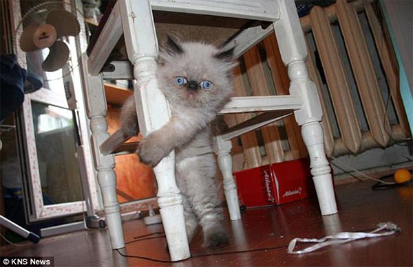 Kitten loves hiding in empty jars