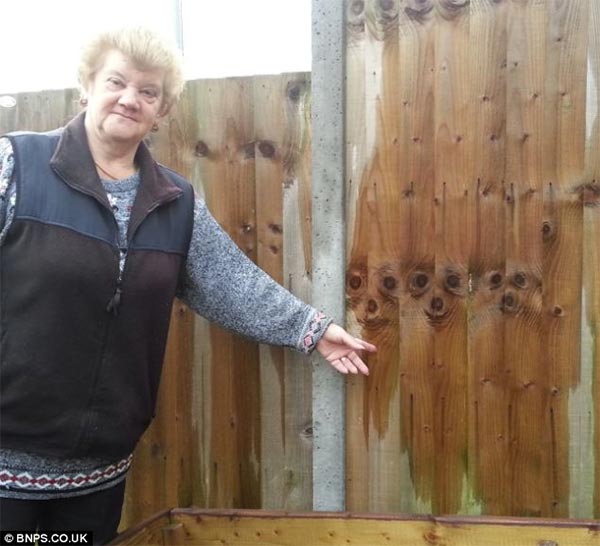 Meerkats Faces Found on Fence