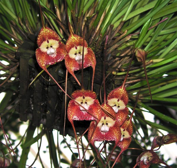 Monkey Orchids