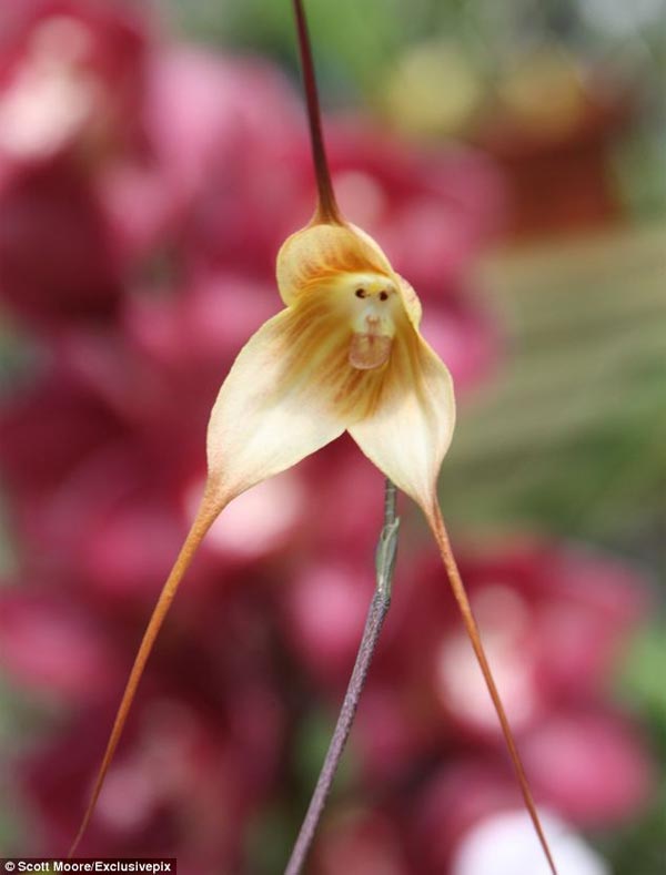 Monkey-Face Orchids Flowers