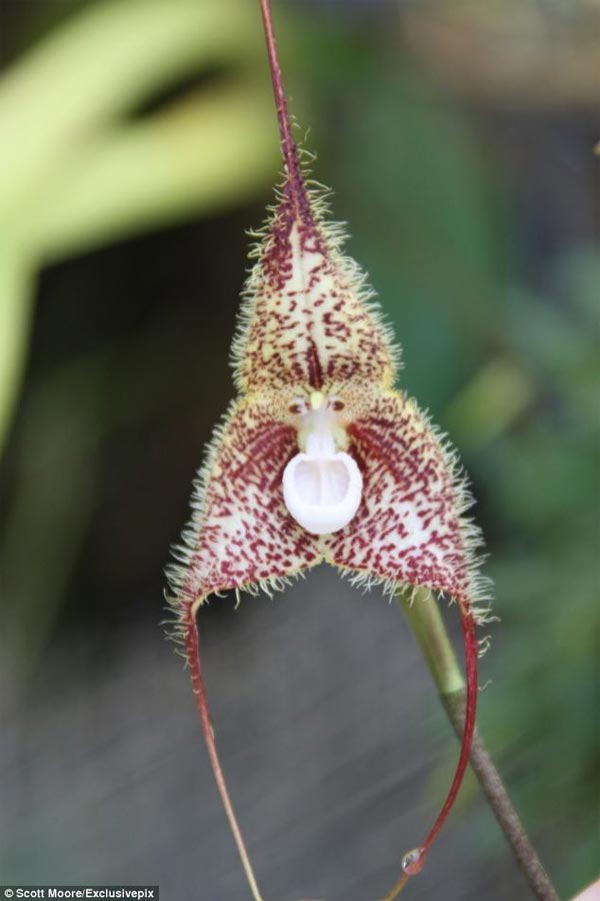 Monkey Orchids