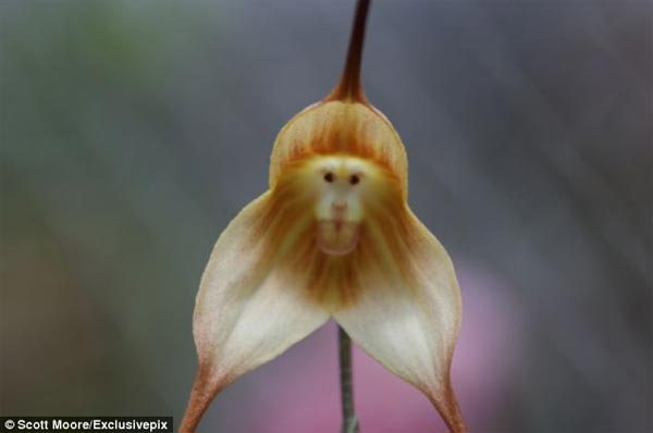 Monkey Orchids