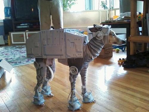 Crazy Pet Halloween Costumes