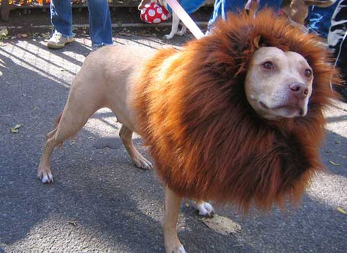 Crazy Pet Halloween Costumes