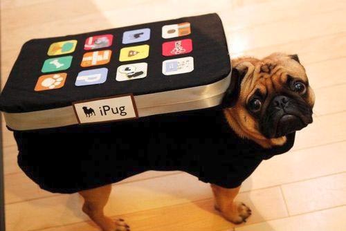 Crazy Pet Halloween Costumes