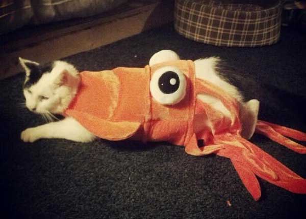 Crazy Pet Halloween Costumes