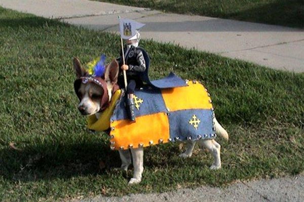 Crazy Pet Halloween Costumes