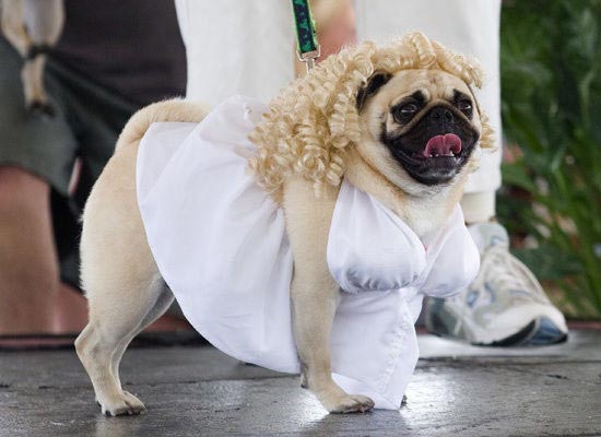 Crazy Pet Halloween Costumes