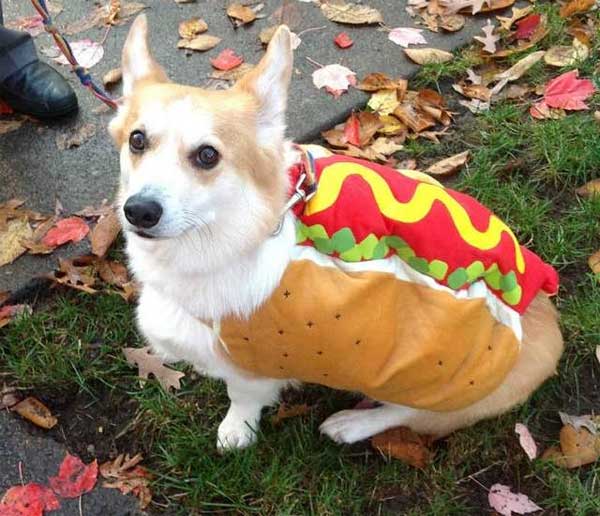 Crazy Pet Halloween Costumes