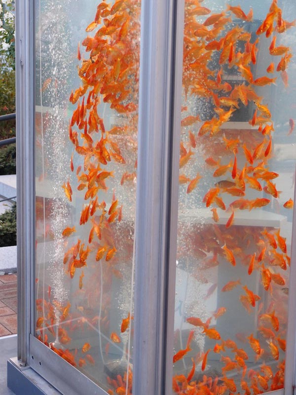 Goldfish Aquarium by Kingyobu Japan