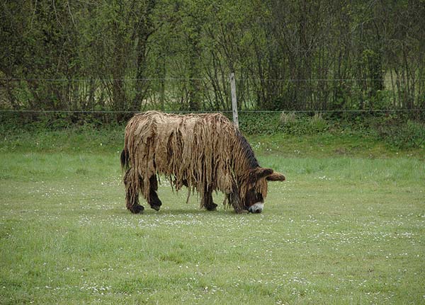 Poitou Donkey - The Rarest Breed of Donkey