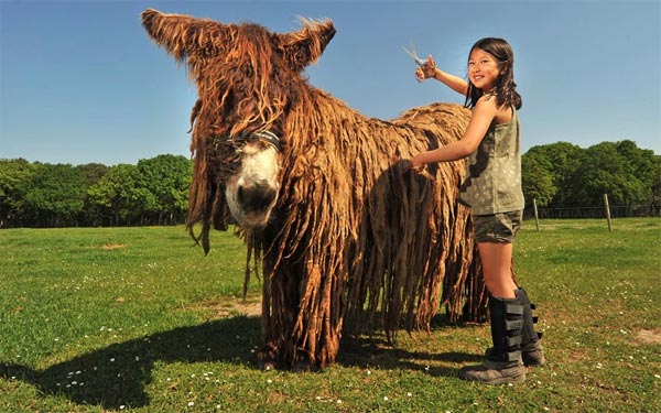 Poitou Donkey - The Rarest Breed of Donkey