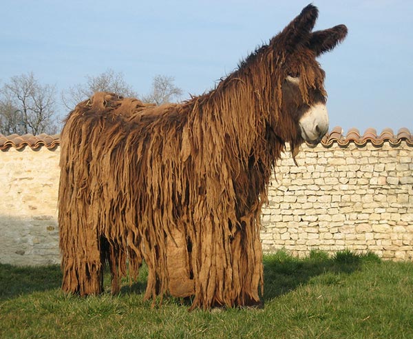 Poitou Donkey - The Rarest Breed of Donkey