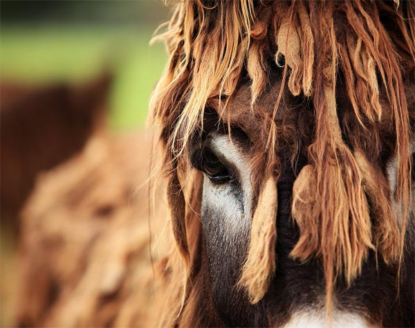 Poitou Donkey - The Rarest Breed of Donkey