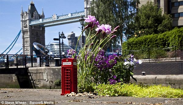 Miniature Pothole Gardens