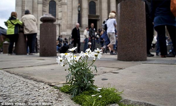 Miniature Pothole Gardens