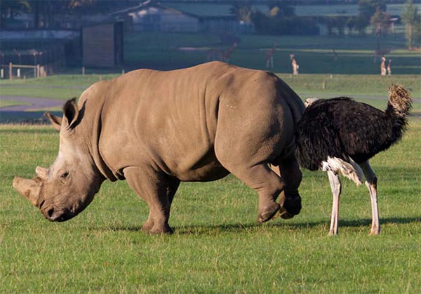 Rhino Goosed By Ostrich