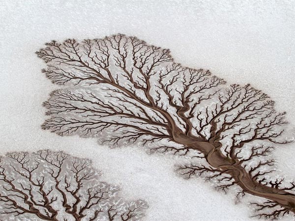 Rivers Forming Treelike Figures