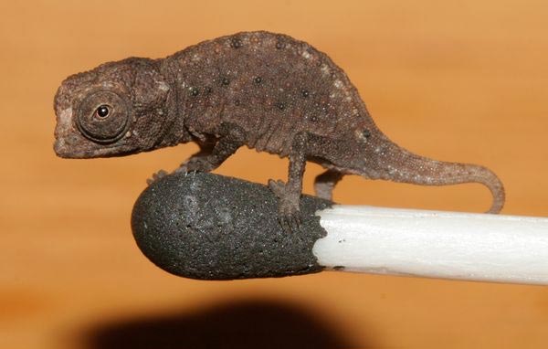 World's Smallest Chameleon