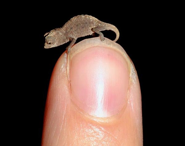 World's Tiniest Chameleon
