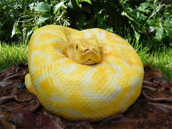 Snake Cake