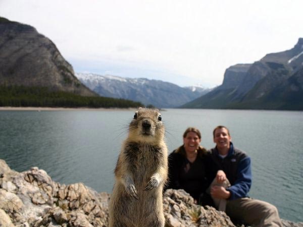 Squirrel Portrait Photobomb