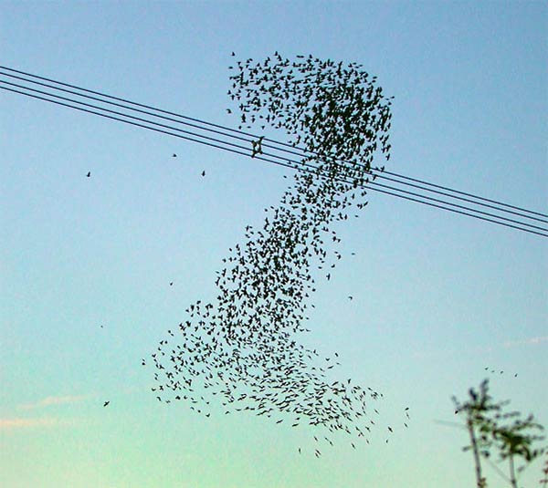 Starlings Form Large Number 