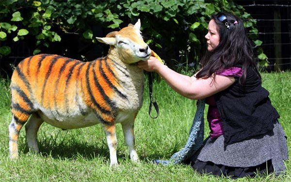 Tiger Sheep