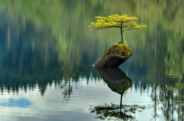 Tree Growing on Dead Log in The Middle of Lake