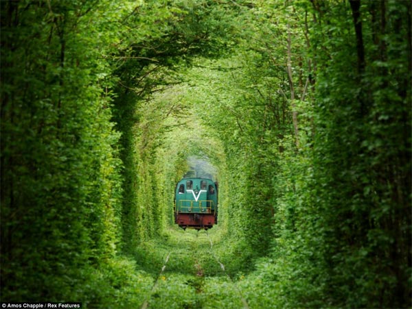 A train runs through the tunnel of love