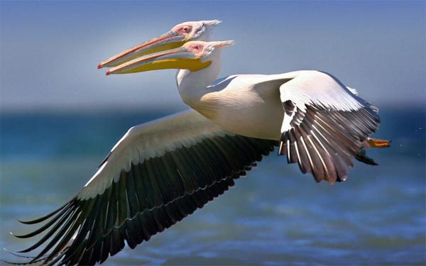 Two-Headed Pelican