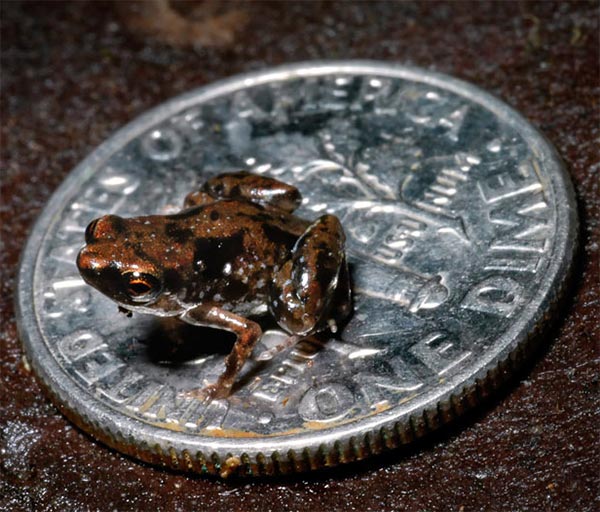 World's Smallest Frog