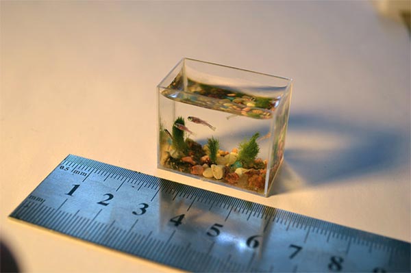 World's Smallest Aquarium