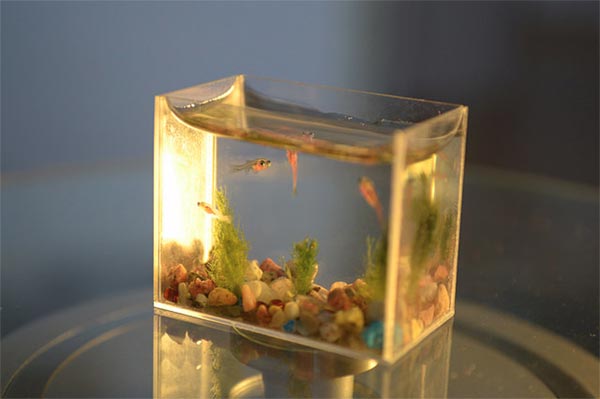 World's Smallest Aquarium