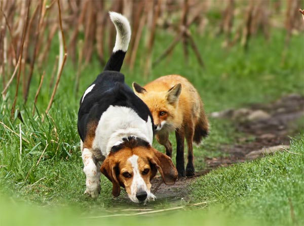 World's Worst Hunting Dog