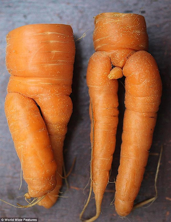 Gardener digs up x-rated root vegetables 
